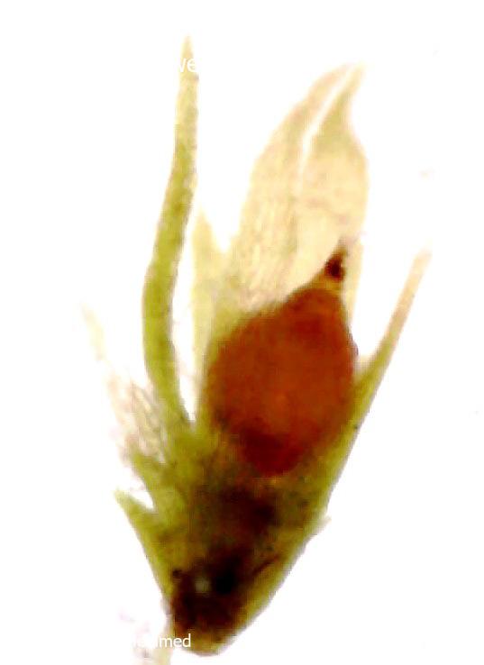 Ephemerum  serratum